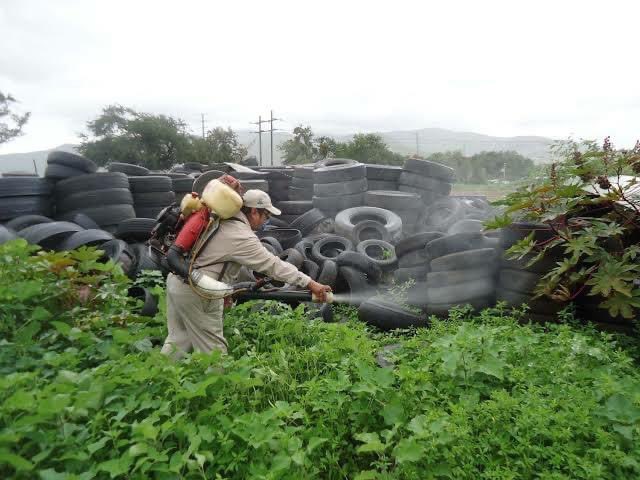 Autoridades de Oaxaca aceptan que se usó insecticida caduco en la lucha contra el dengue