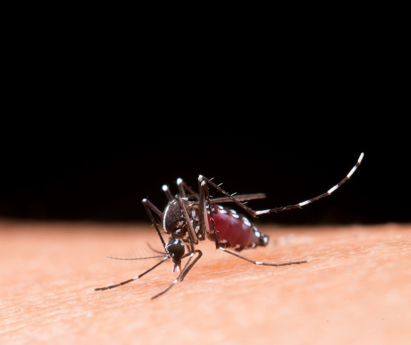 60% del territorio nacional presenta condiciones para que se desarrollen enfermedades como el dengue: Kabla