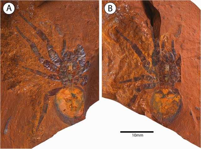 Encuentran en Australia fósil de una araña gigante que tiene más de 16 millones de años