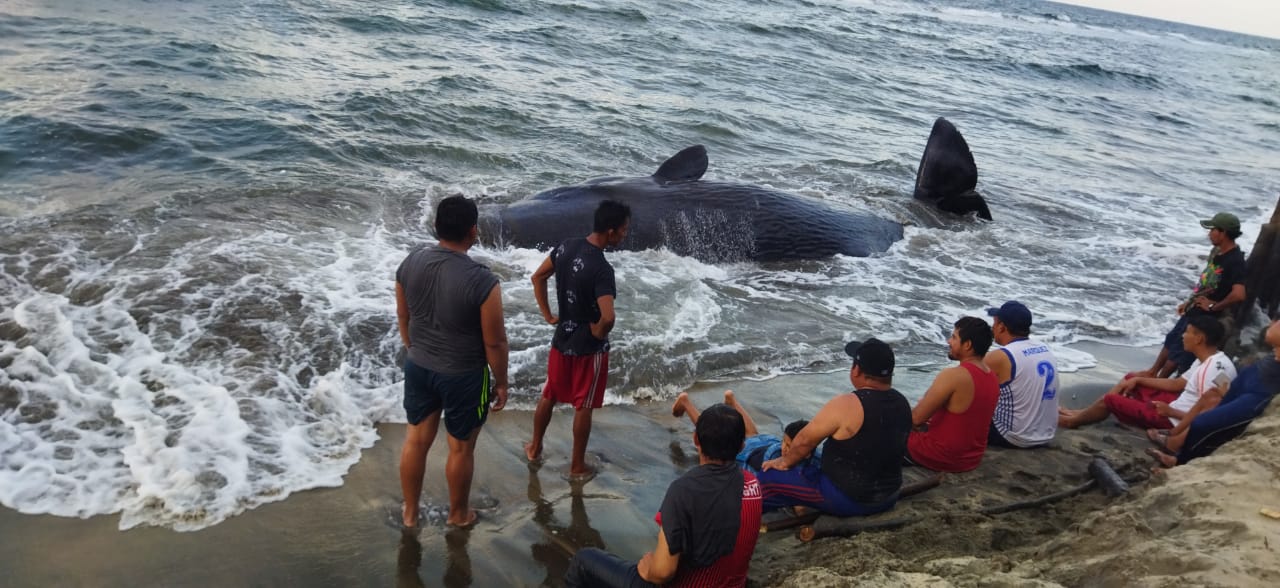 Muere ballena tras quedar varada en costas de Tabasco