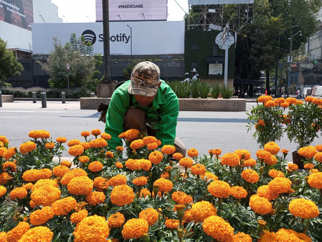 ¡De naranja se pintan las calles! Llegan Flores de Cempasuchil a avenidas de la CDMX