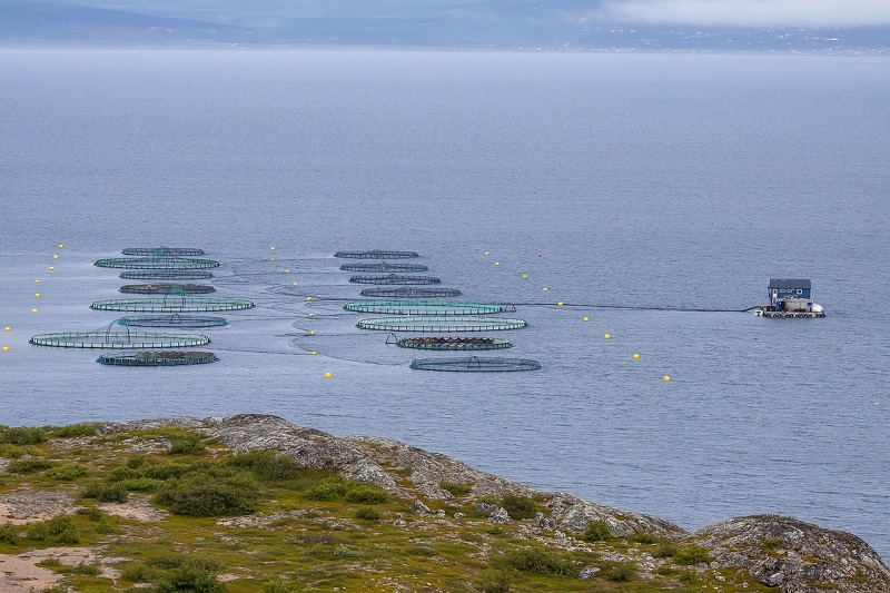 DIARIO EJECUTIVO: Producimos pescado pero lo comemos importado