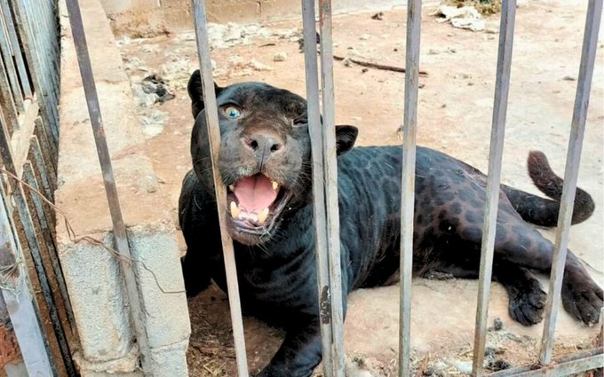 Jaguar ataca a menor en Chihuahua; le causa heridas graves