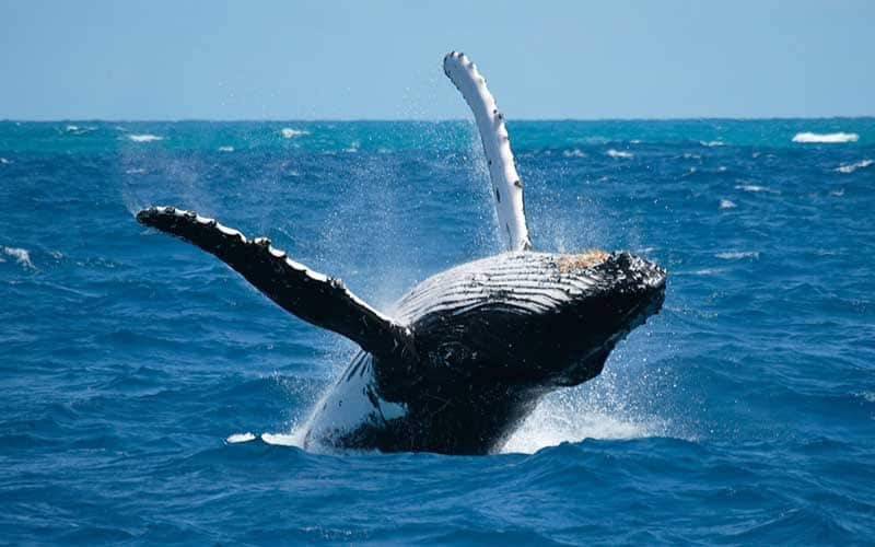 “Nado por las Ballenas 2023”, en pro de la conservación