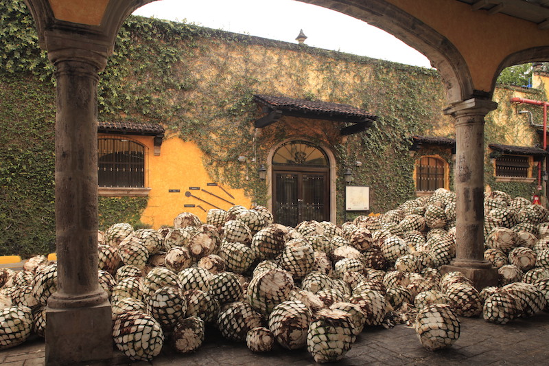 Celebra en Jalisco la XLVI Feria Nacional del Tequila