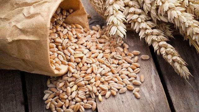 Rusia exporta toneladas de grano de territorios ucranianos ocupados, según investigaciones