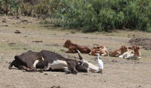 Alerta OMS por Brote de Ántrax en Zambia