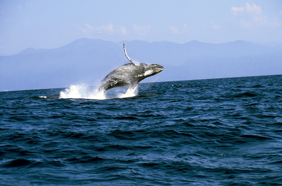 Puerto Vallarta, el mejor destino para el avistamiento de ballenas jorobadas