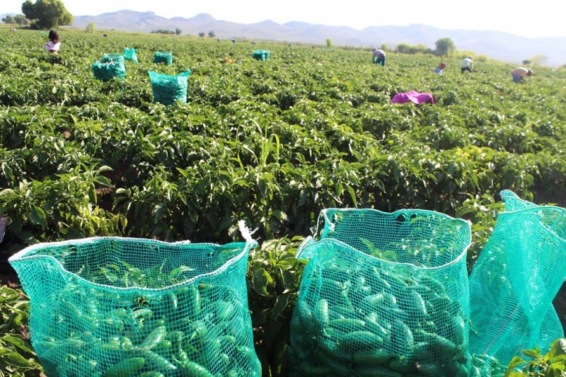 Fundamental, asegurar autosuficiencia alimentaria y una producción agrícola sostenible: Ana Lilia Rivera