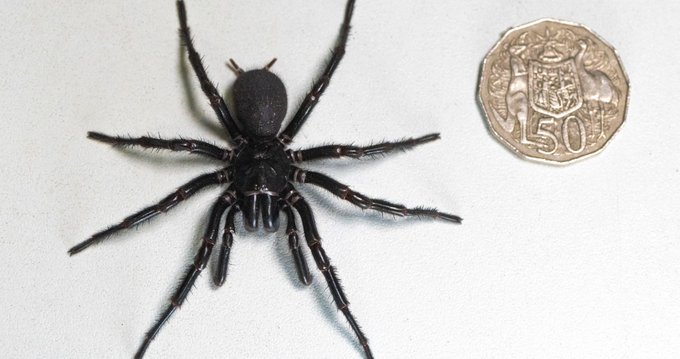 “Hércules”, el ejemplar más de grande de la araña más venenosa del mundo