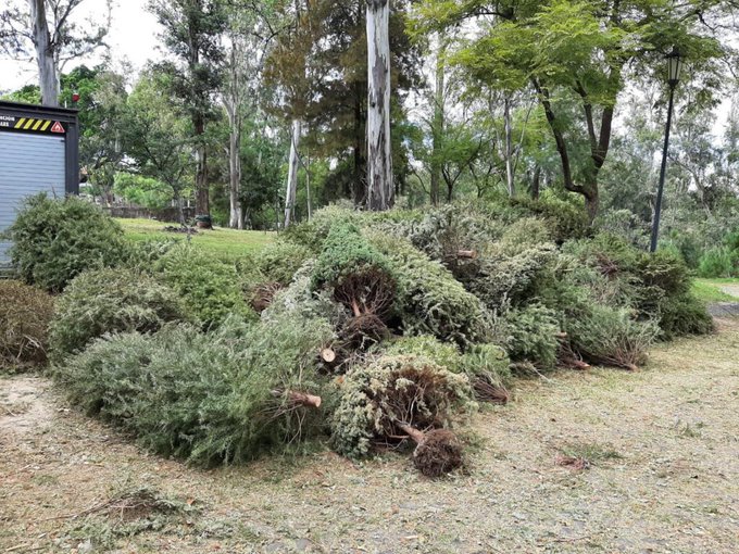 Jalisco habilita más de 40 centros de acopio para pinos navideños