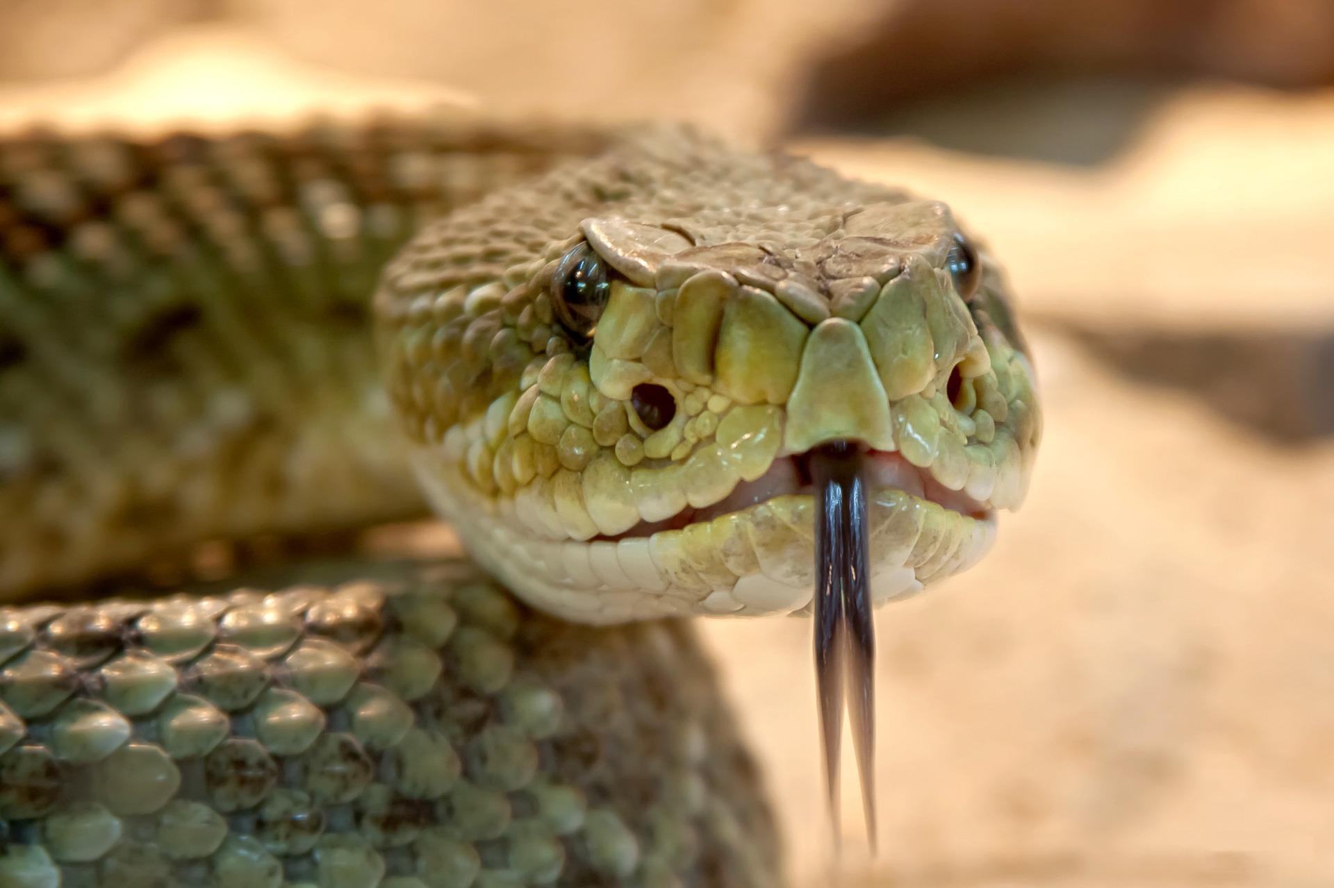Operativo descubre serpientes ilegales en mochila de pasajero en CETRAM Politécnico