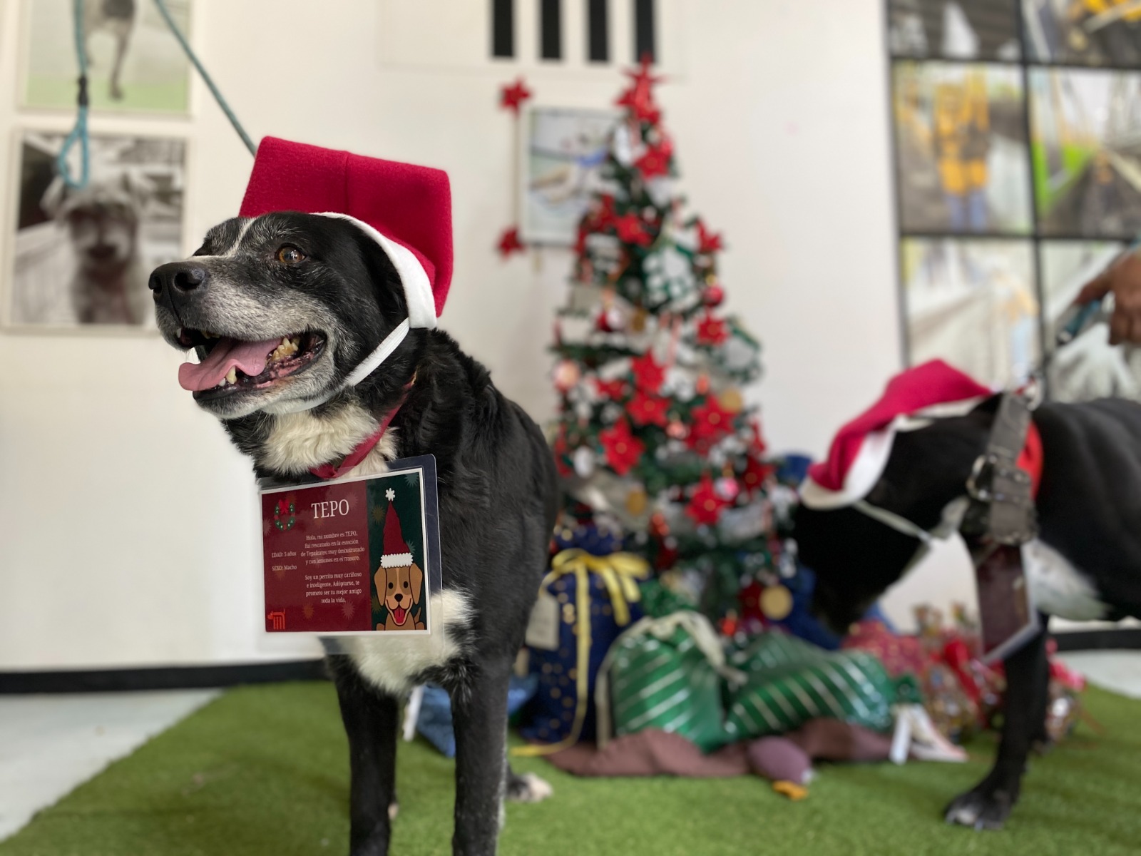 Perritos del Centro de Transferencia Canina del Metro se unen a Los Reyes Magos para recibir cartas virtuales de niños