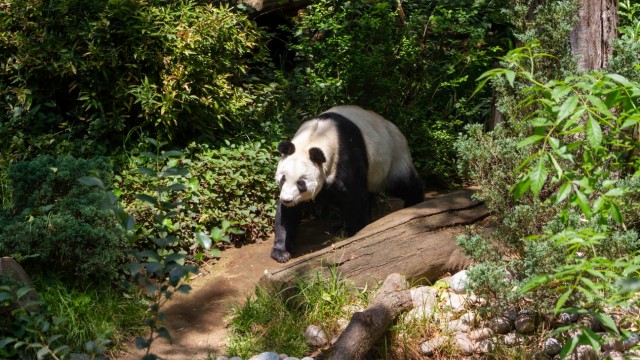 Reconocimiento a cuidadores y profesionales por la longevidad de Xin Xin, la panda gigante de Chapultepec