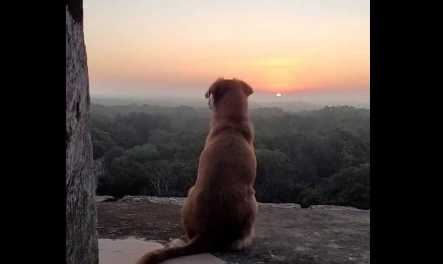 Viralizan a ‘Osita‘, perrita guardiana de Chichén Itzá