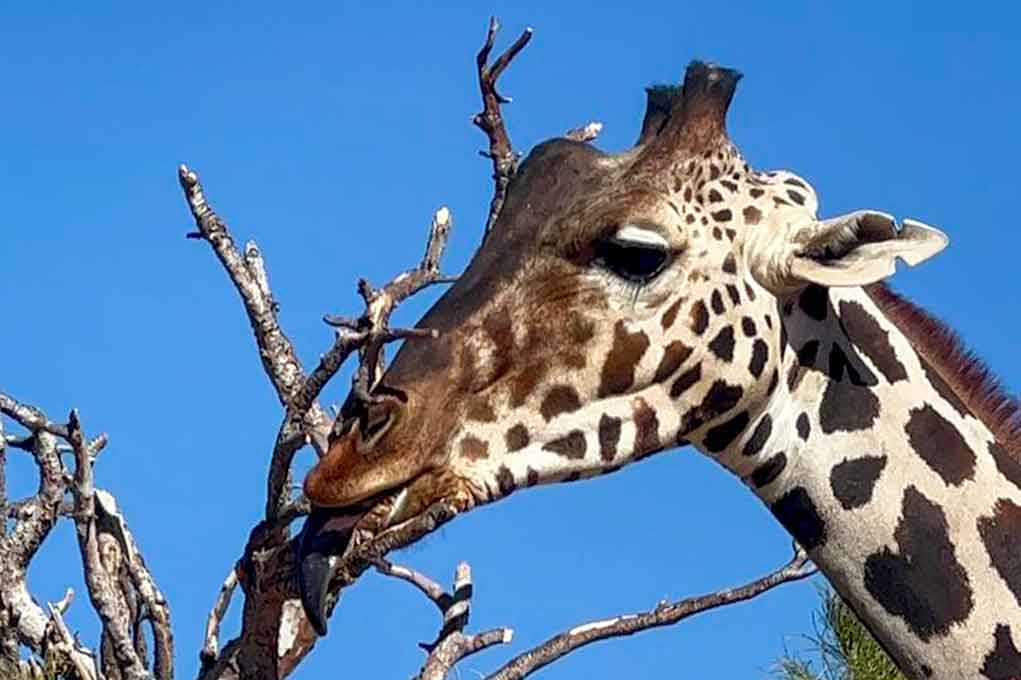 Tras una larga travesía la jirafa Benito llega a Africam Safari