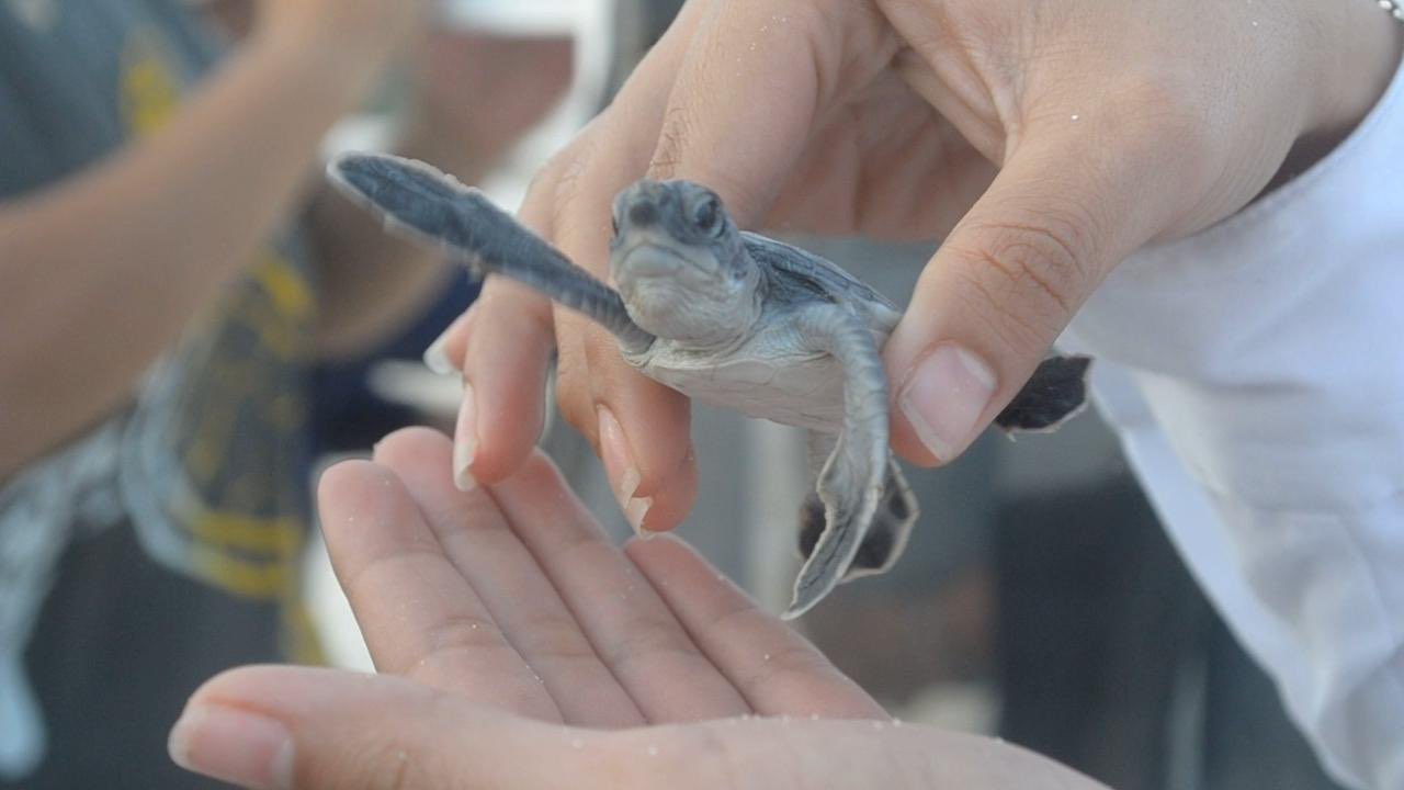 Autoridades de Cancún celebran el nacimiento de más de 1.2 millones de tortugas marinas en 2023