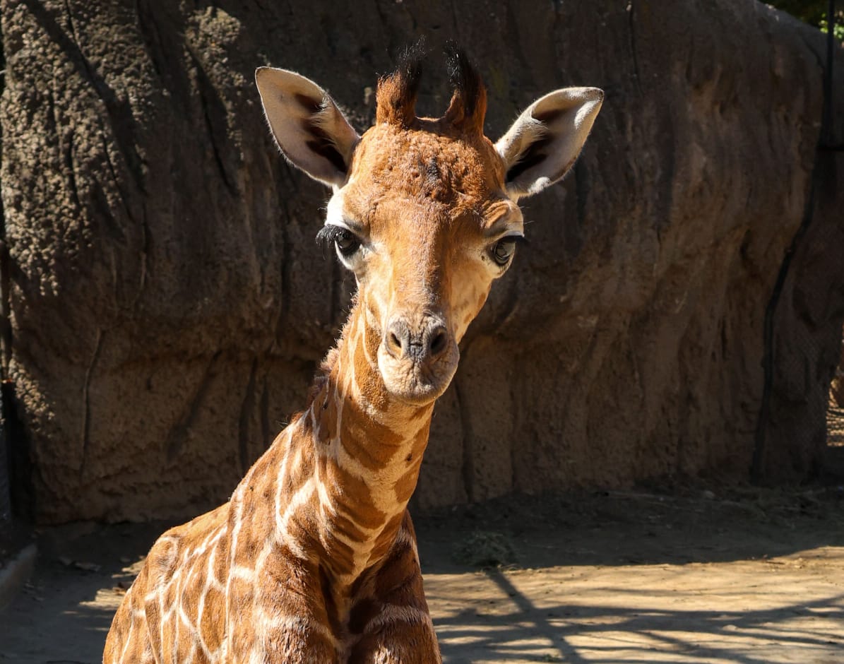 “Bartolo o Bartolomeo” es el nombre elegido para la jirafa bebé de Chapultepec