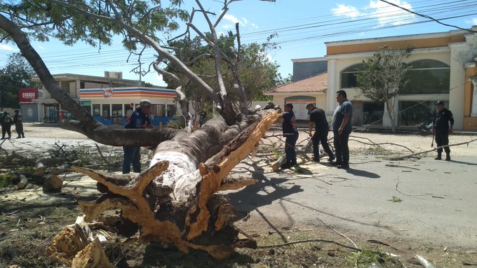 CFE restablece el suministro eléctrico a usuarios afectados por el Frente Frío 32 en Quintana Roo y Yucatán