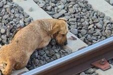 Dramático incidente: Canino herido por convoy del metro CDMX despierta conmoción en redes sociales