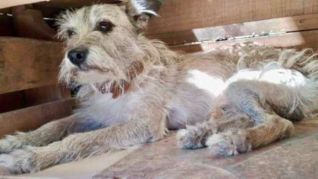 Fomenta Sedema adopción y tutela responsable de animales de compañía