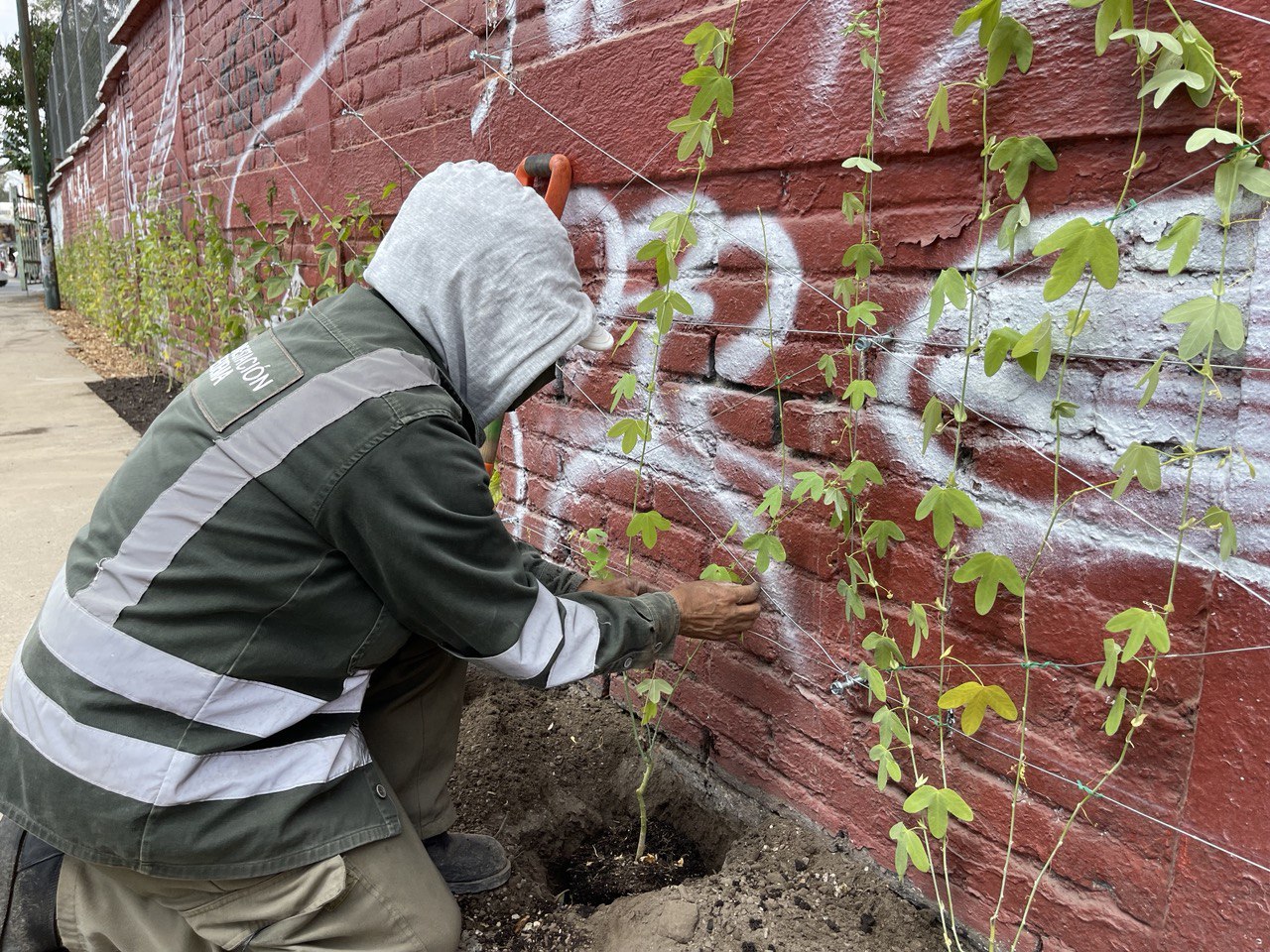 Imparable proceso de revegetación transforma la Ciudad de México en un oasis sustentable