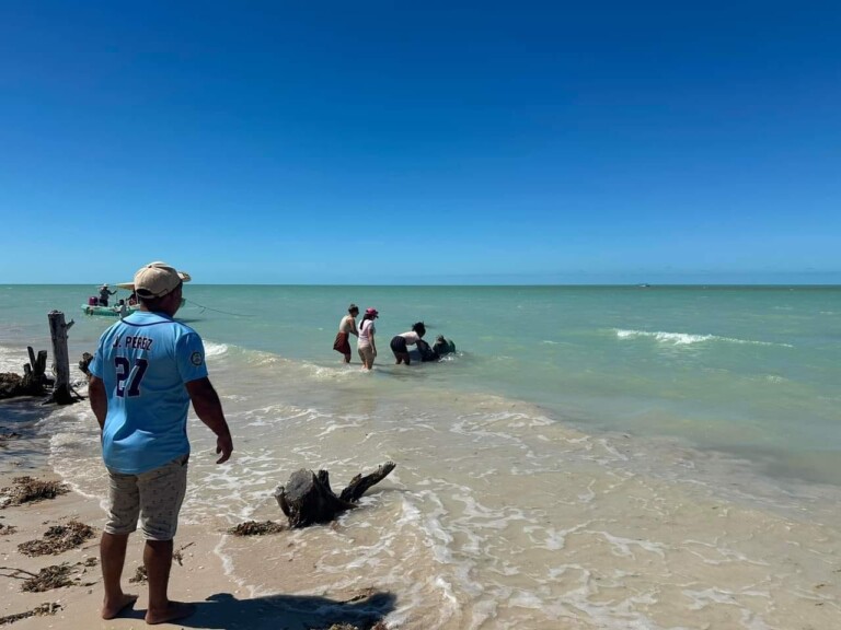 Reportan unas 20 ballenas pilotos varadas en Celestún, Yucatán