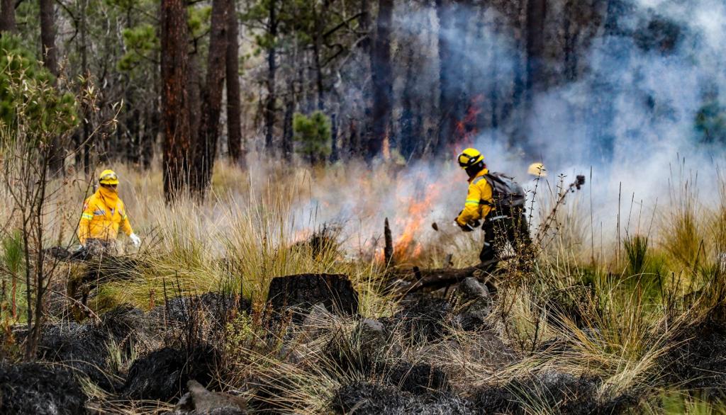 Gobierno federal reporta 84 incendios forestales activos por altas temperaturas