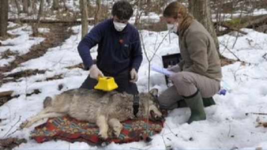 Lobos mutantes de Chernobyl tienen resistencia al cáncer