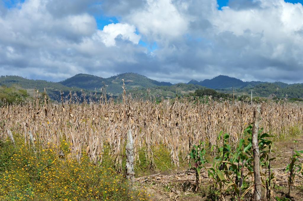 Prevé UMFFAAC crisis de productividad agrícola si se prohíbe el glifosato