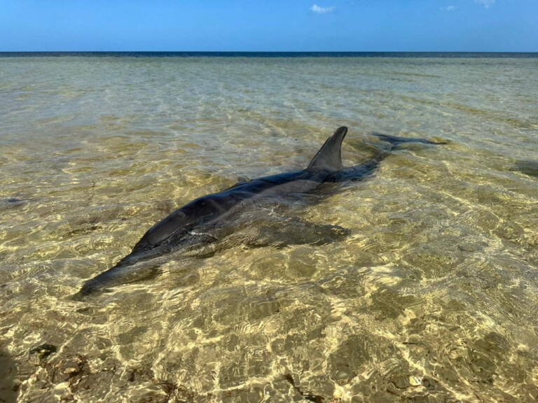 Rescatan a delfín varado en Santa Clara, Yucatán