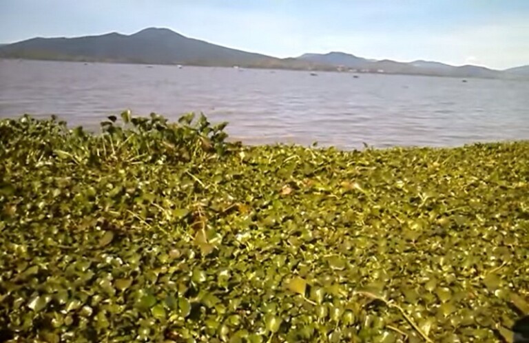 Sin una remediación efectiva, en 2030 desaparecerá el lago de pátzcuaro