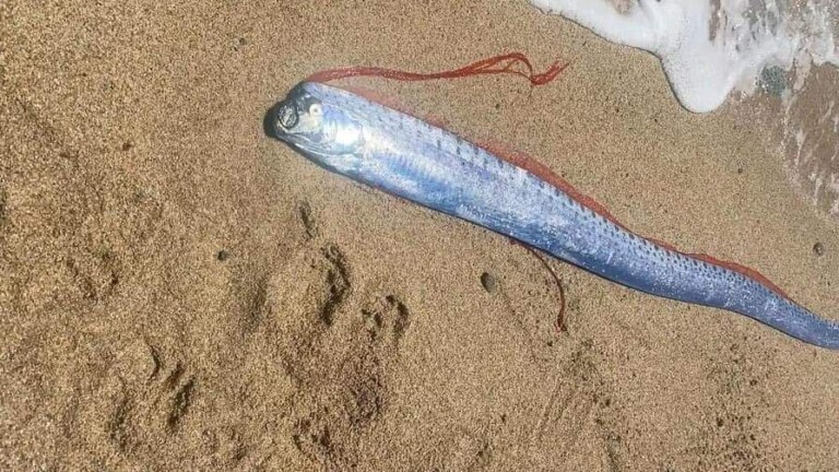 Aparece pez remo en playas de Baja California Sur