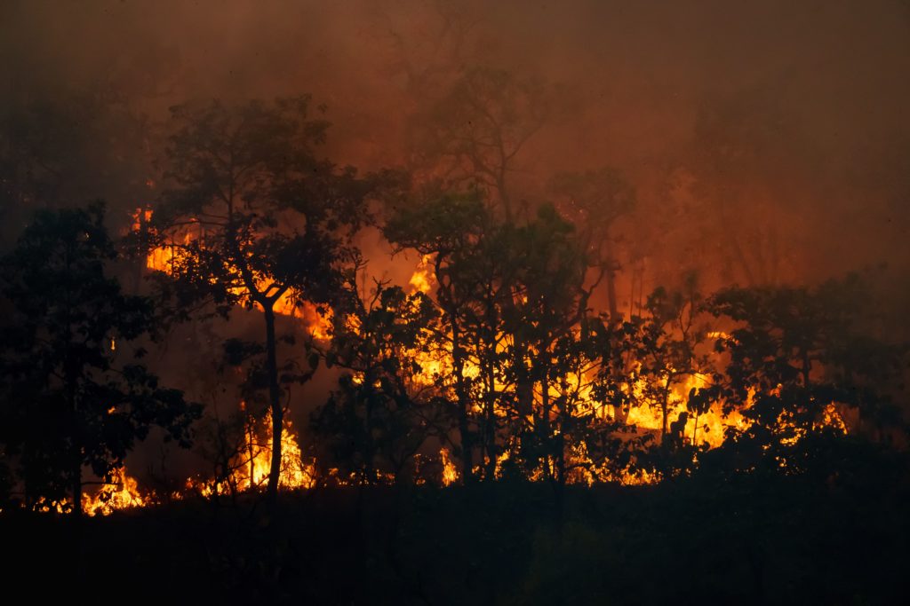 Diputado de Morena busca castigar con hasta 20 años de cárcel a culpables de incendios forestales