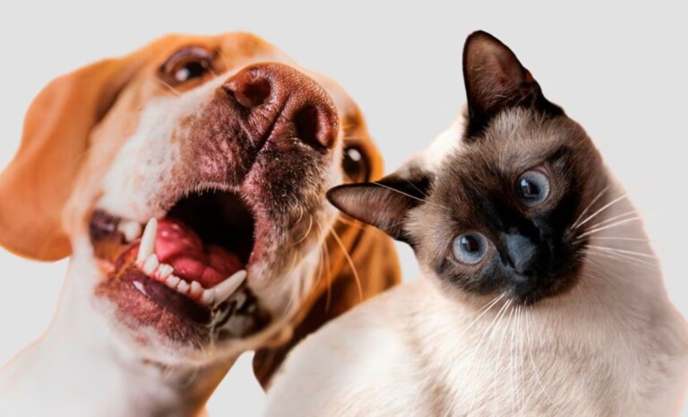 Nuevo Registro Único de Mascotas en la CDMX: ¿Qué implica para los dueños de perros y gatos?