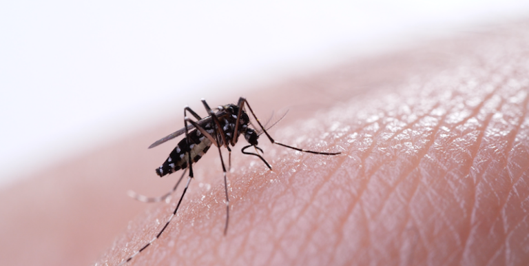 La OPS México te cuenta todo lo que debes saber del dengue y cómo prevenirlo