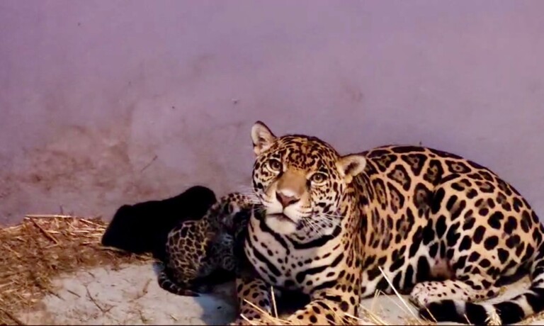 ¡Bienvenidos al mundo! Nacen tres cachorros de jaguar en Chapultepec