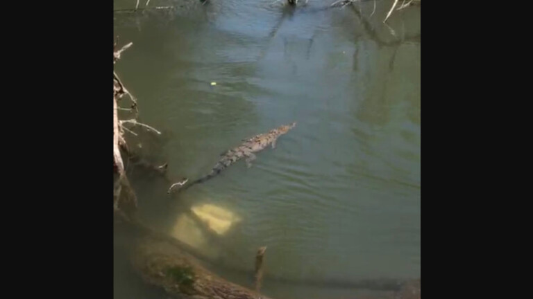 Avistan dos cocodrilos en río de Guasave, Sinaloa