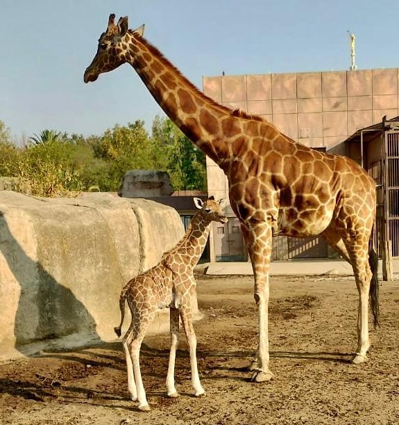 Nace una cría de jirafa en el Centro de Conservación de Fauna Silvestre de San Juan de Aragón