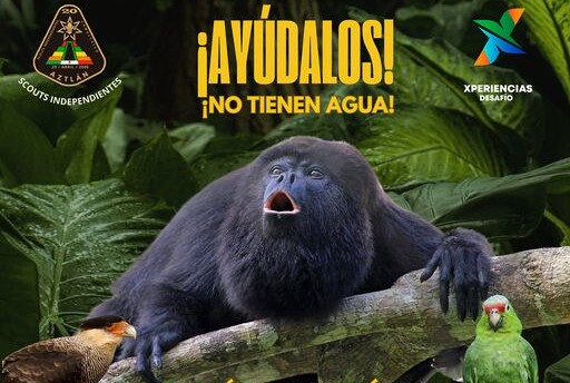 Semarnat investiga muerte de monos en Tabasco y Chiapas