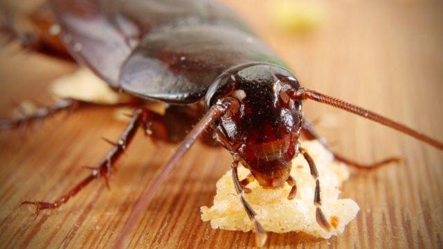 Las cucarachas ahora son más peligrosas: SIFSA