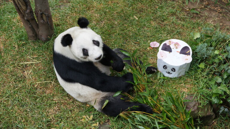 Celebran los 34 Años de Xin Xin, la Panda Gigante que Inspira Conservación
