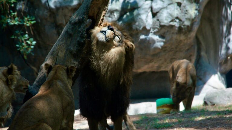 Mejoran condición de leones rescatados en Chapultepec