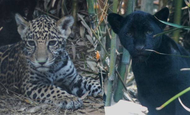 Participa en la elección de nombres para cachorros de jaguar en Chapultepec