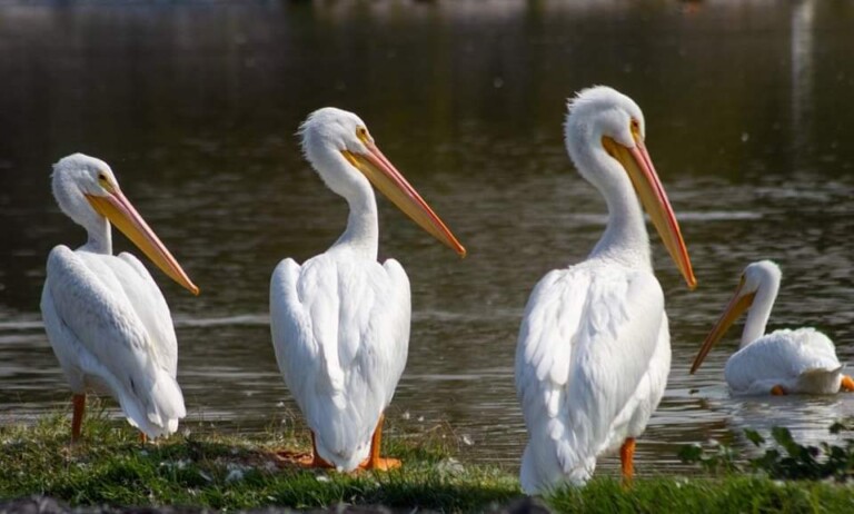 Lanza Sedema guía rápida de aves para promover la preservación ambiental