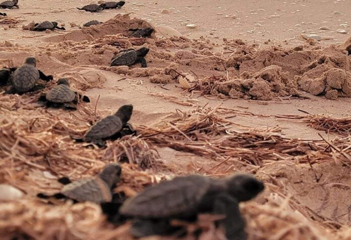 Liberan crías de tortuga marina en la playa de Sisal