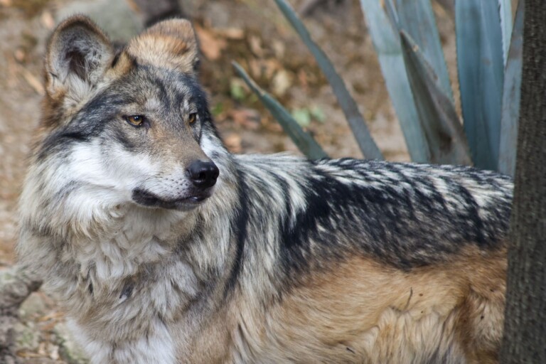 Promueven la importancia de los centros de conservación del lobo mexicano