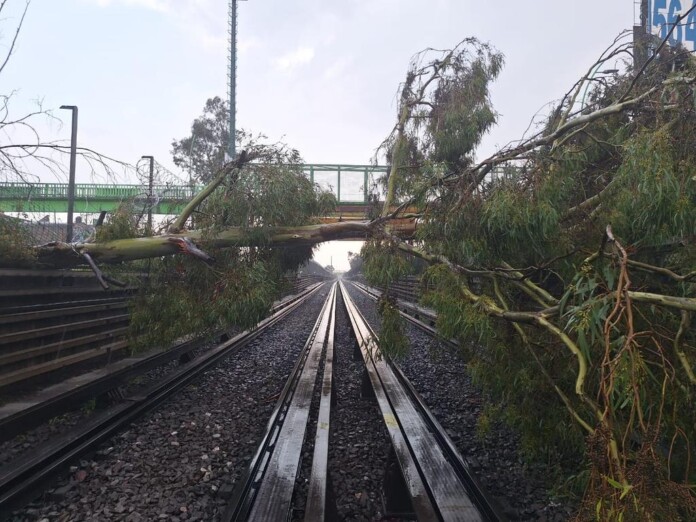 Árbol cae sobre vías de la Línea B del Metro