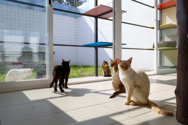 Presentan “Michigan”: un refugio para gatos y fauna silvestre en la ciudad