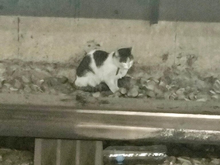 Rescatan a un gato en vías del Metro de la Ciudad de México por segunda vez en el mes